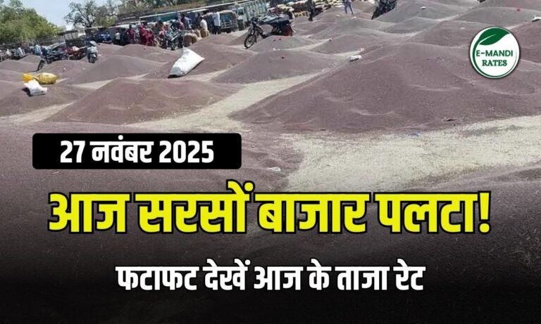 आज सरसों बाजार भाव पलटा! प्लांट रेट तेज, कई मंडियां लाल—देखें तेजी-मंदी की पूरी लिस्ट