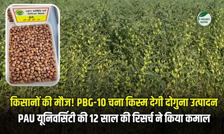 किसानों की मौज! चने की नई किस्म PBG-10 देगी दोगुना उत्पादन – PAU की रिसर्च का कमाल