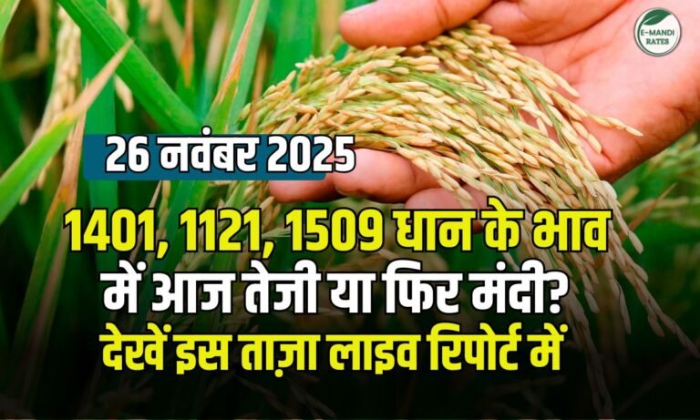 आज के ताज़ा धान भाव 26 नवम्बर 2025 | 1401, 1121, 1509 इत्यादि किस्मों की तेजी-मंदी की पूरी रिपोर्ट