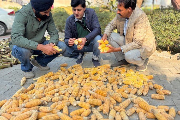 First-Time Maize Hybrid Seed Production in Punjab Farmers’ Field Shows Promising Results