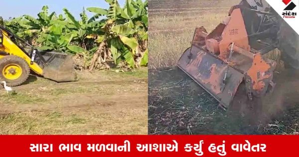 Agriculture News :  ભાવ નહીં મળતાં ખેડૂતો રોષે ભરાયા, ભાવનગરમાં કેળાના પાક પર JCB અને ધોરાજીમાં ડુંગળીના પાક પર રોટા વેટર ફેરવી નાંખ્યું