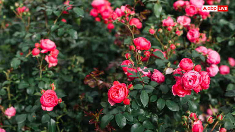 गुलाब में नहीं आ रही कलियां? अपनाएं ये आसान ​टिप्स, पौधा हो जाएगा फूलों से भरपूर