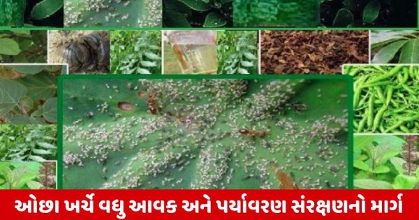 Agriculture News : 'દશપર્ણી અર્ક' પ્રાકૃતિક ખેતીનું શક્તિશાળી જંતુનાશક, ખેડૂતો માટે વરદાન
