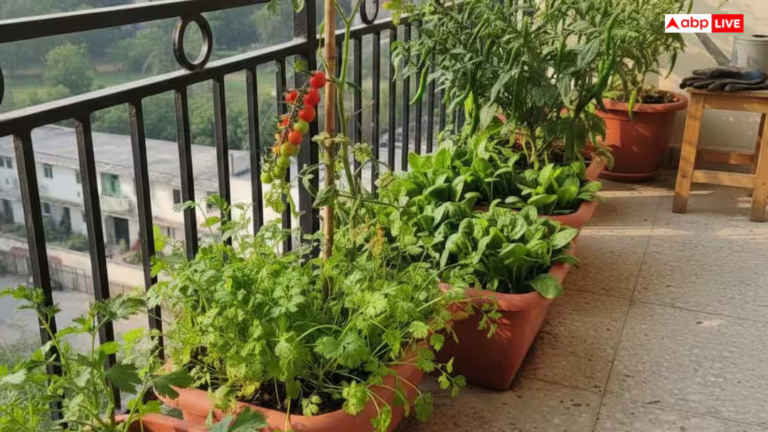 घर बैठे ताजी सब्जी चाहिए? बालकनी में उगा लें ये 5 आसान सब्जियां