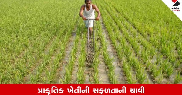 Agriculture News: પ્રાકૃતિક ખેતીમાં મિશ્ર પાકનું મહત્વ અને લાભો