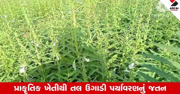 Agriculture News : પ્રાકૃતિક ખેતીથી તલ ઉગાડી કરો પર્યાવરણના જતન સાથે અઢળક કમાણી