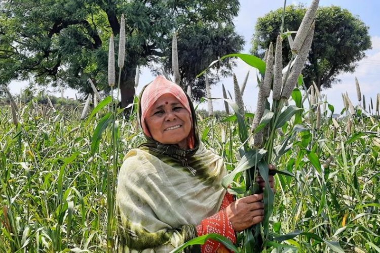 ICRISAT and Partners Announce Release of the World’s First Three-way Pearl Millet Hybrid