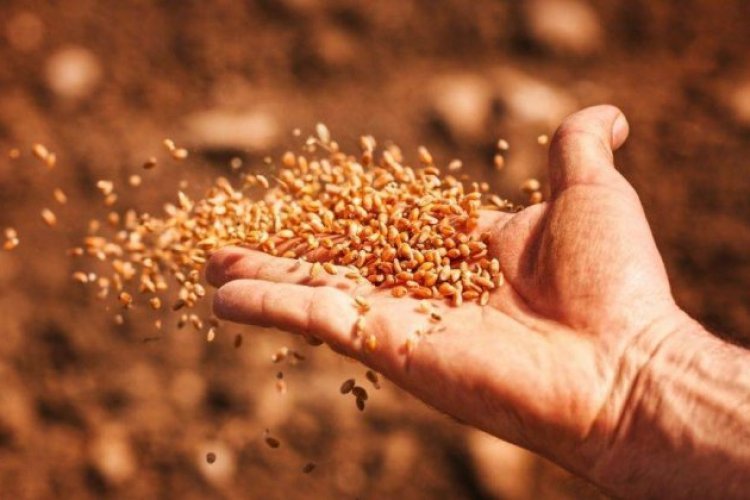 Seeds Bill 2025: Sowing Hopes, Raising Concerns