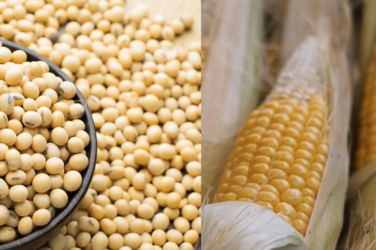 India’s Farmers Are Subsidising America’s China Strategy  