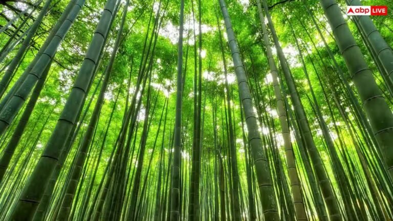 बिहार में बांस की खेती बनेगी कमाई का मजबूत जरिया, सरकार दे रही है 50 फीसदी सब्सिडी