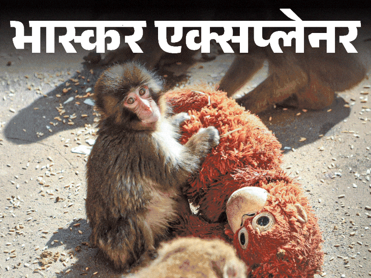 Japan Zoo Monkey Viral Video; Macaque Punch Mother – Human Feelings