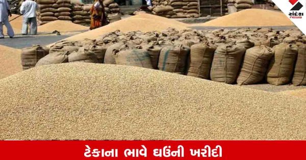 Agriculture News: બોટાદમાં રવિ માર્કેટિંગ સીઝન માટે લઘુતમ ટેકાના ભાવે ઘઉંની ખરીદી શરૂ થશે