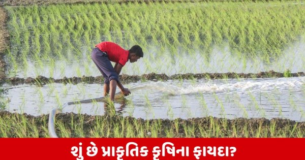 Natural Farming : જાણો શાકભાજી અને ફળોમાં ઉપયોગમાં લેવાતી પ્રાકૃતિક કૃષિની પદ્ધતિઓ વિશે