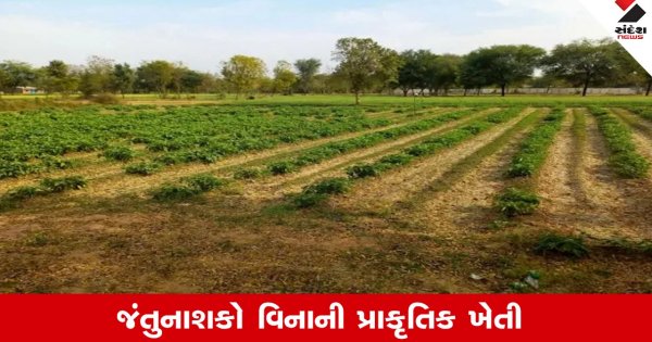 Agriculture News : પ્રકૃતિના જતનનો સાચો માર્ગ એટલે રાસાયણિક ખાતર અને જંતુનાશકો વિનાની ‘પ્રાકૃતિક ખેતી’