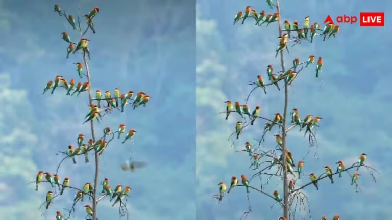 यूजर कंफ्यूज….सच है या AI? तमिलनाडु के पेड़ पर हजारों पक्षियों का ऑर्केस्ट्रा, सोशल मीडिया पर वायरल हुआ वीडियो