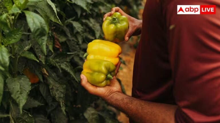 Colored Capsicum Farming: 60 से 70 दिन में तैयार हो जाती है रंगीन शिमला मिर्च, किसान ऐसे कमा सकते हैं तगड़ा मुनाफा