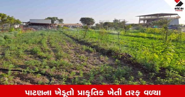 Agriculture News: 24  હજારથી વધુ ખેડૂતો સાથે પાટણમાં પ્રાકૃતિક ખેતીનો વ્યાપ વધ્યો