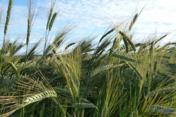 Wheat Crop Safe for Now Despite Rising Temperatures; But Higher Night Temperatures Could Pose Risk