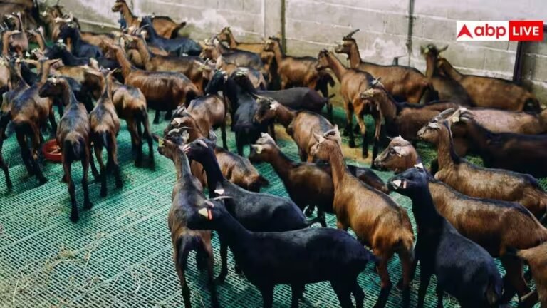 बकरी पालन में नुकसान से बचना है? बदलते मौसम में अपनाएं ये 5 जरूरी सावधानियां